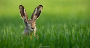 hare